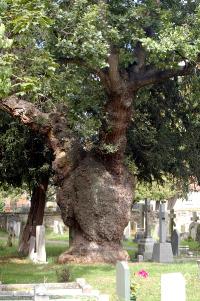 The churchyard September 2007